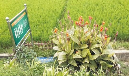 农村环境综合整治如何发挥农民作用？