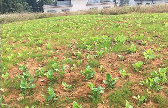 农村环境羞羞漫画十八禁后期如何管理？